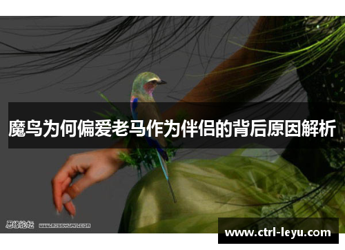 魔鸟为何偏爱老马作为伴侣的背后原因解析